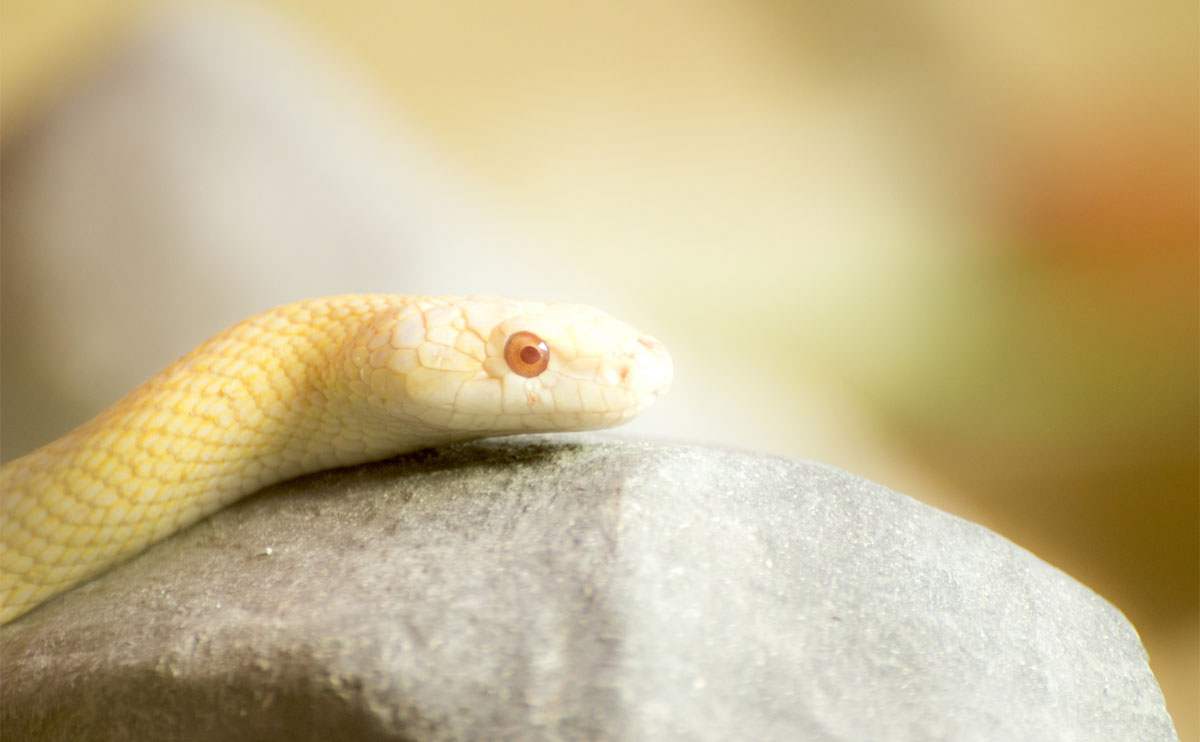 ロト6当選エピソード②「当たる前に見た夢が、まさかの正夢に……」