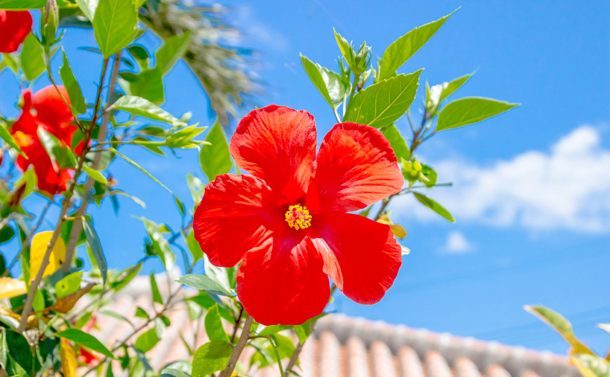 九州・沖縄地方