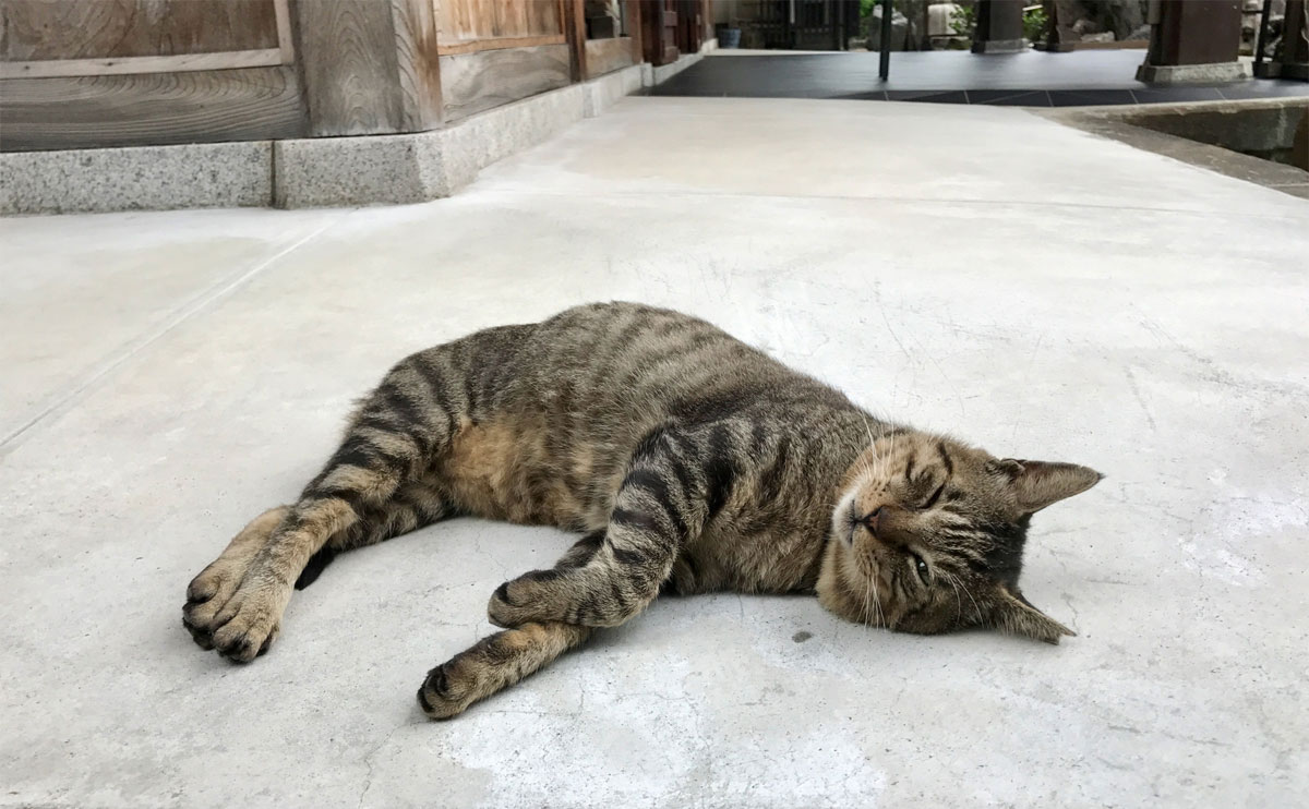 知っておきたい!御朱印をいただくときの【4つのマナー】